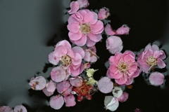 落花枝に帰らず