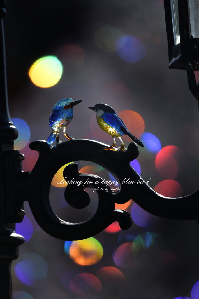 Looking for a happy blue bird