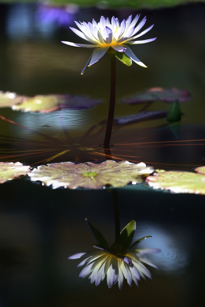 睡　夢