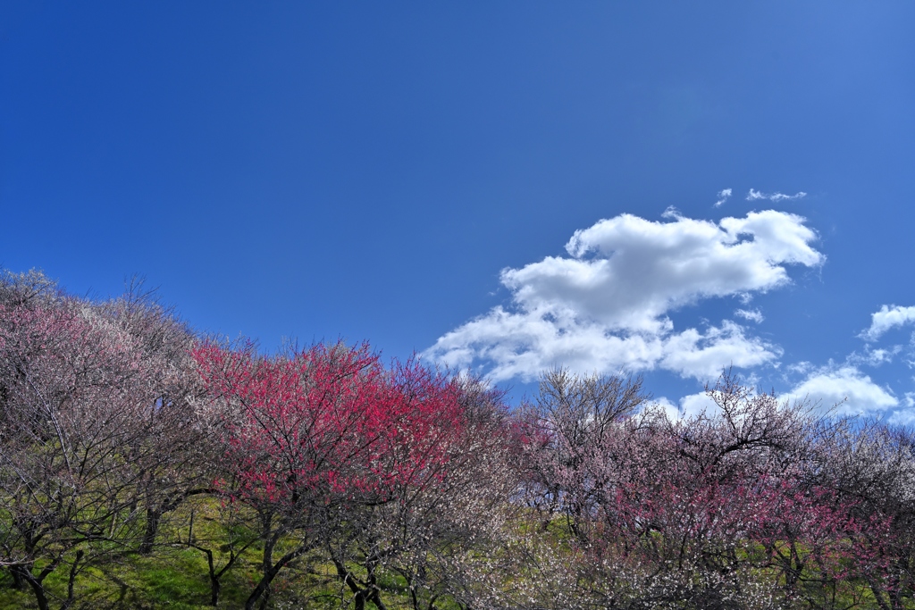 麗らけし