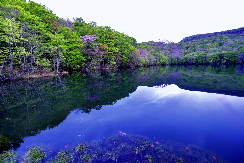 山桜の咲く頃