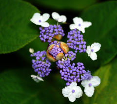 玉紫陽花