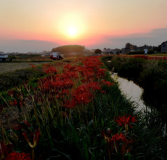 夕暮れの彼岸花咲く散歩道