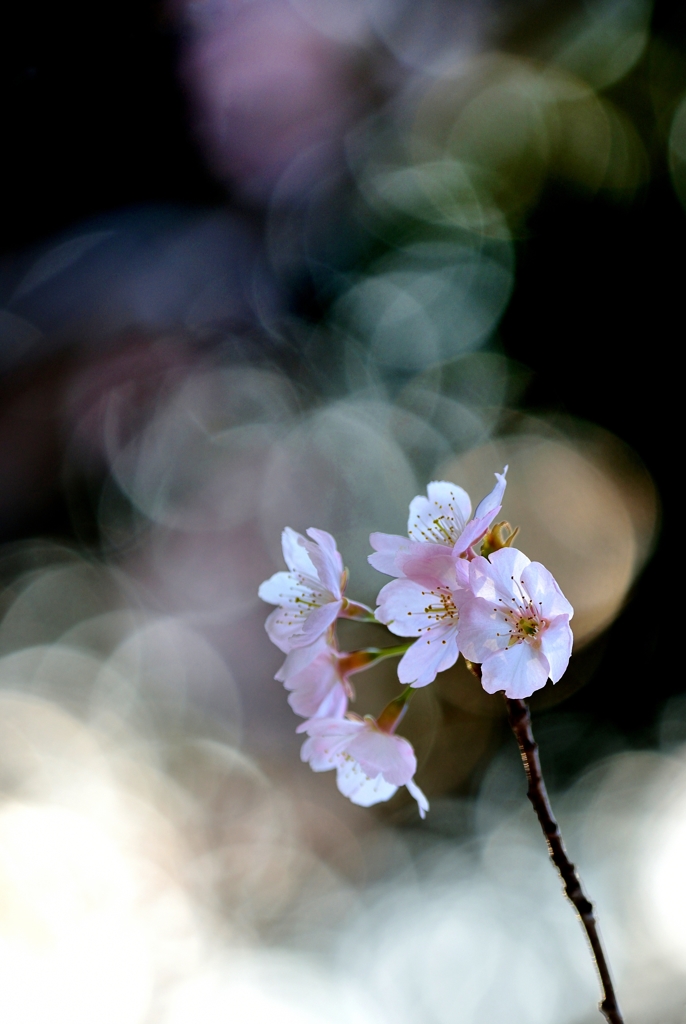 春　桜燦々Ⅱ