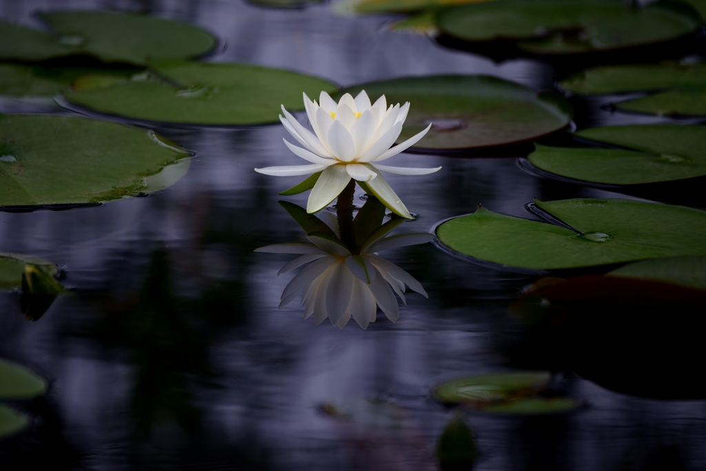 妖精の花