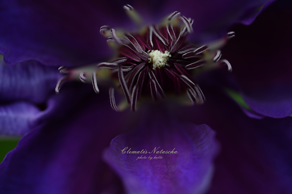 Clematis Natascha