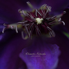 Clematis Natascha