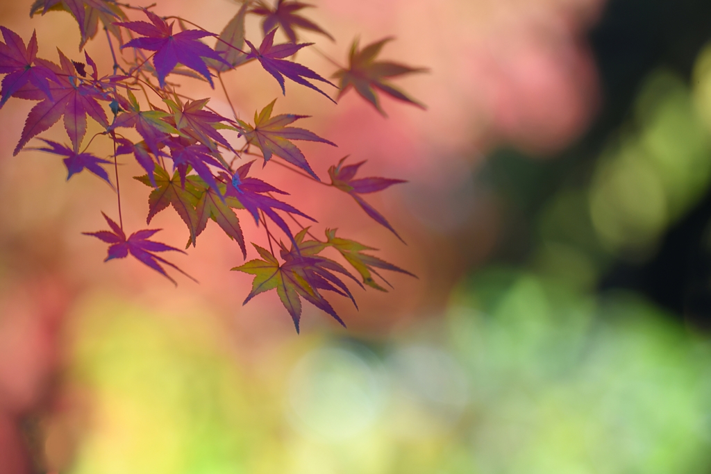 観　楓