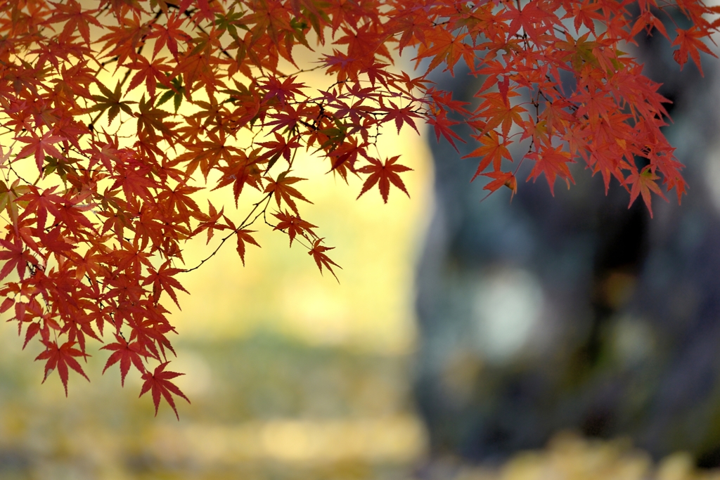 金　秋Ⅱ