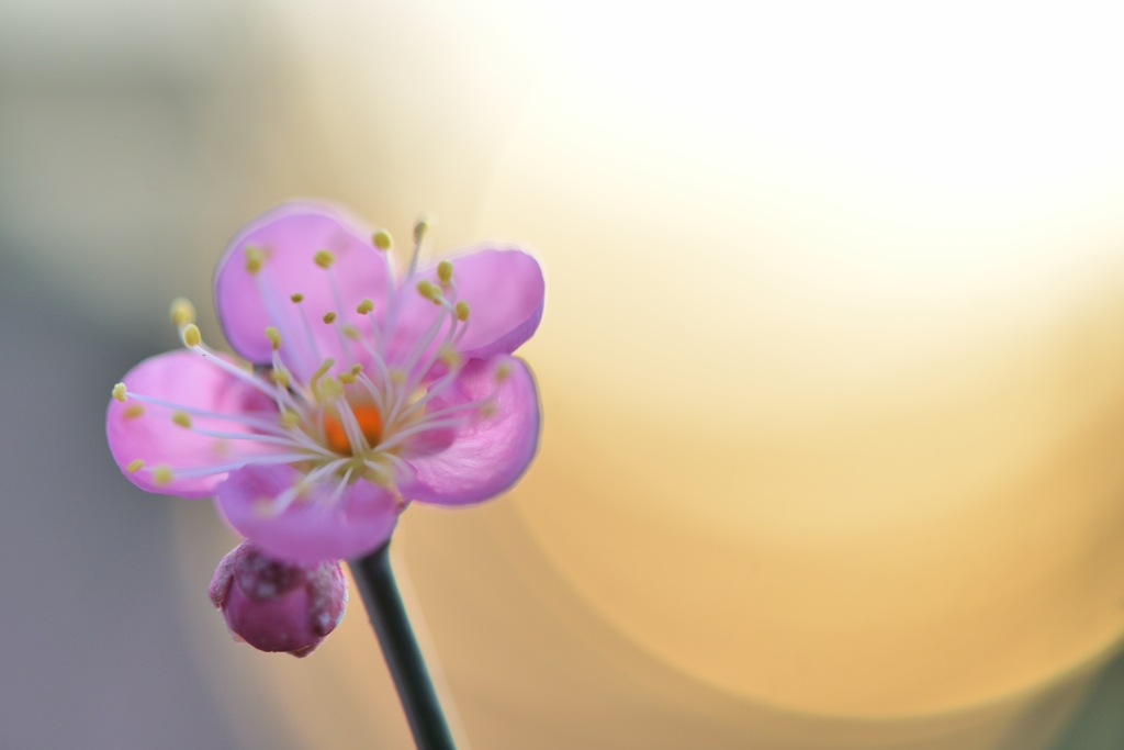 夕 照 梅Ⅱ