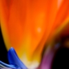 Bird of Fire