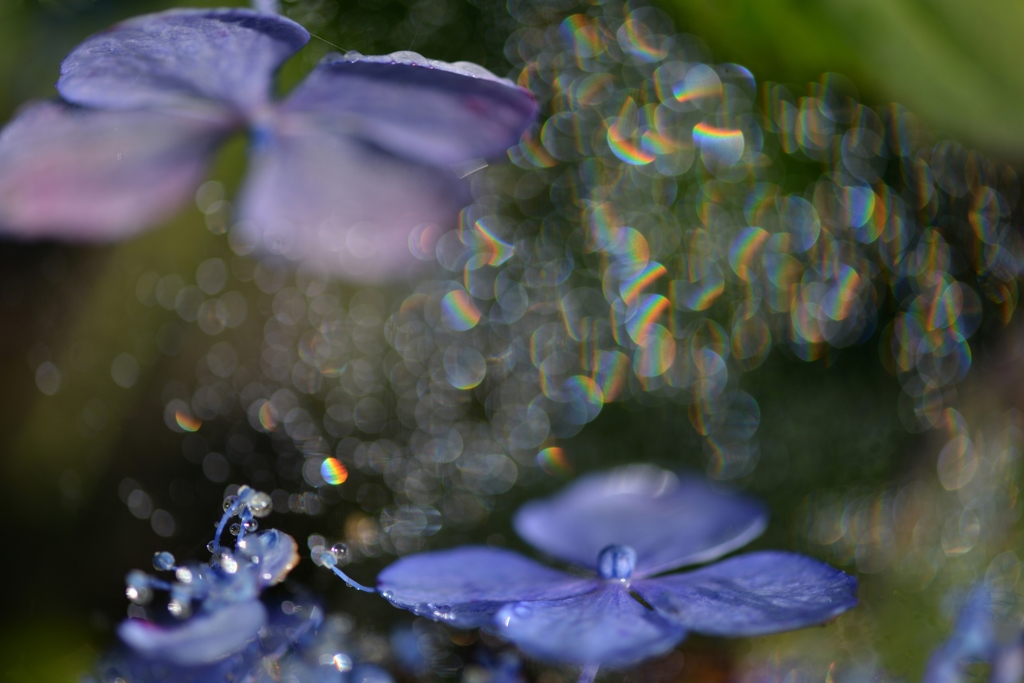 梅雨虹環