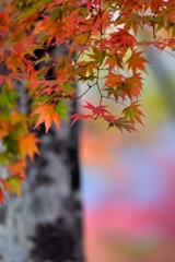 虹染の秋