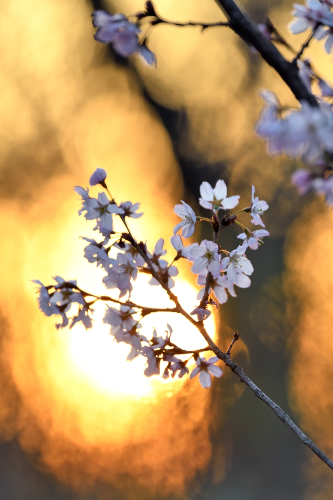 桜春かぎろい