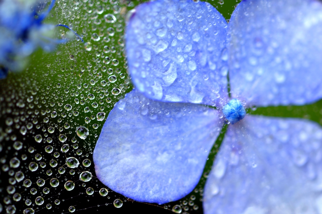 雨中の花宇宙Ⅱ