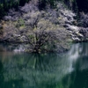 （再）残桜残葩（ざんおうざんぱ）