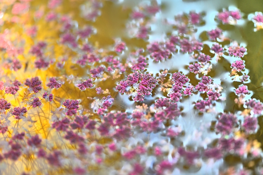 浮草だってときめきます