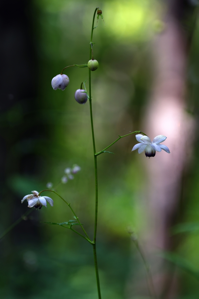 Flower bell ring in the forestⅡ
