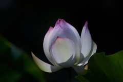 Lotus like peach