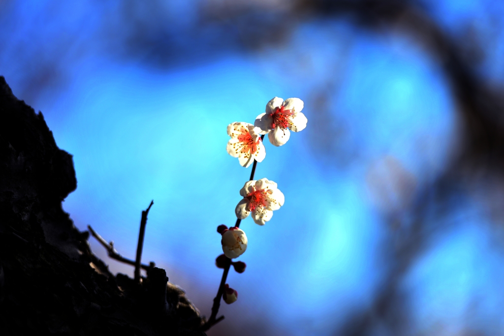 耐雪梅花麗(苦難に耐えて美しく咲く)