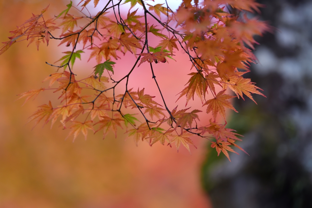 箱根路の秋模様