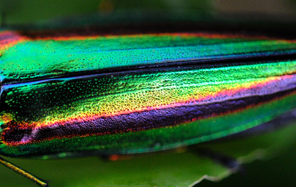 Metallic wood borerⅡ
