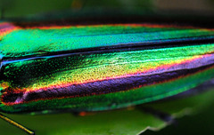 Metallic wood borerⅡ