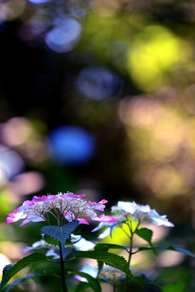 紫陽花陸離