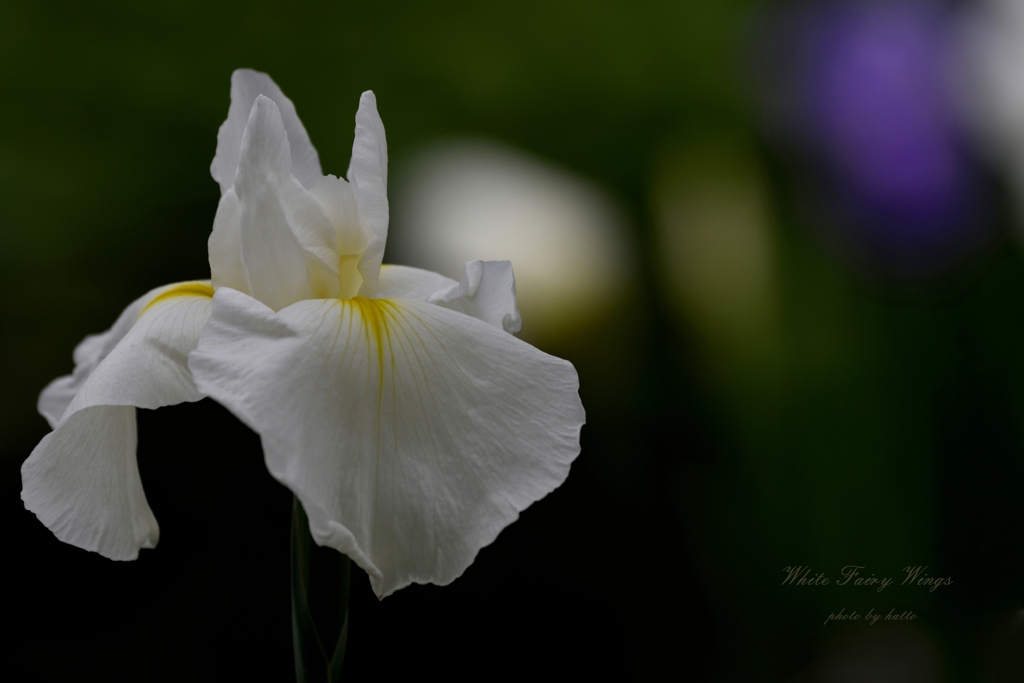 White Fairy Wings