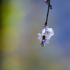 春  窓