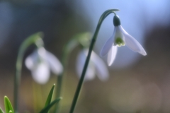 待 雪 草