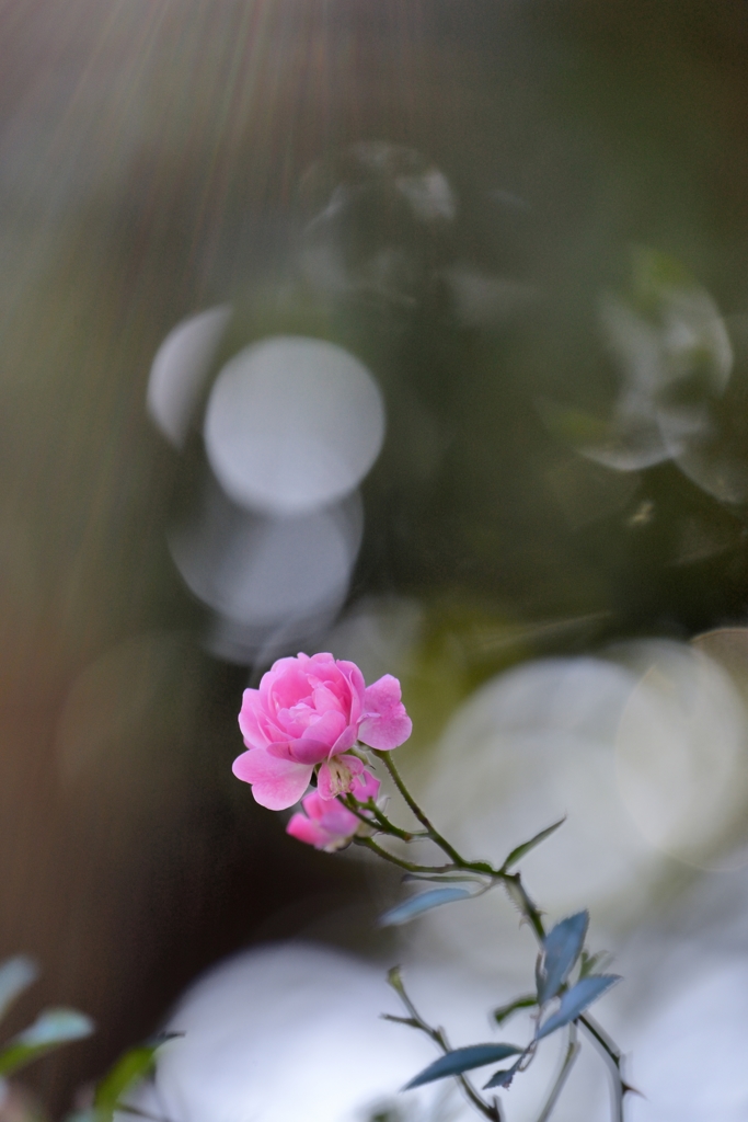 残秋の薔薇