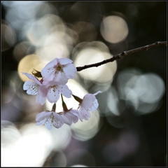 （再）春　桜燦々