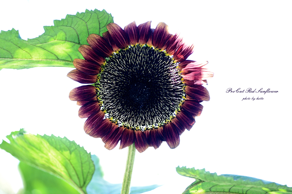 ProCut Red SunflowerⅡ