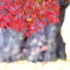 不動の大樹に懸かる