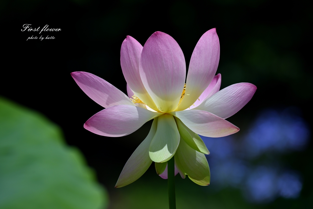 初　花