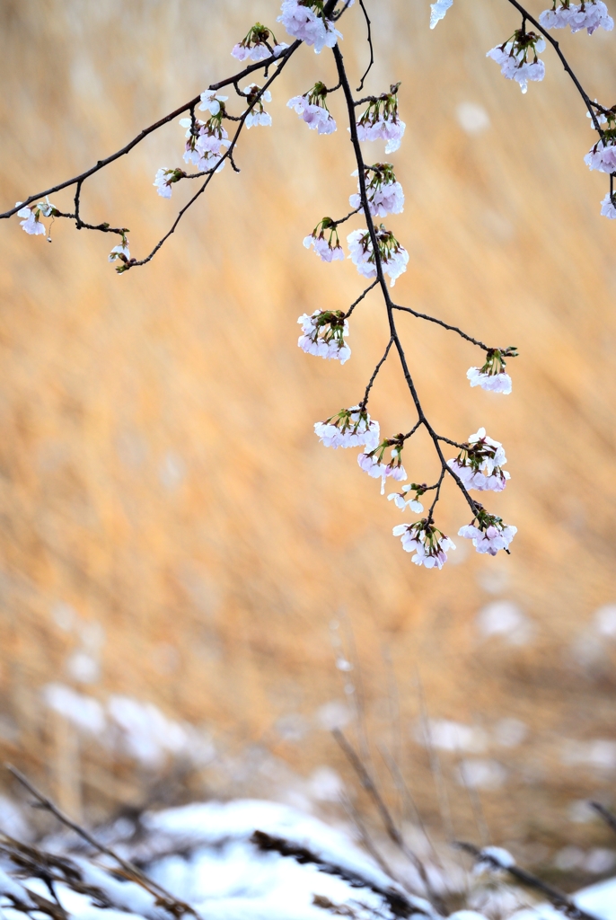 雪見桜