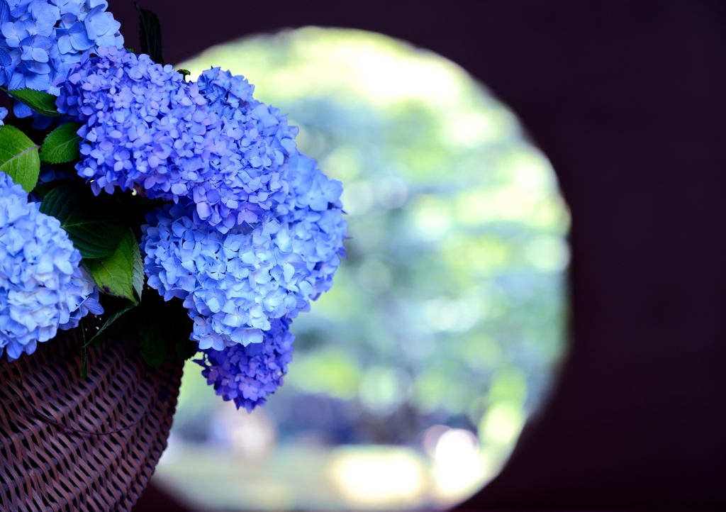 Meigetsu in blue