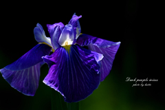 Dark purple irises