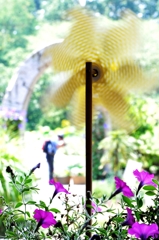 ペチュニアの暑い夏