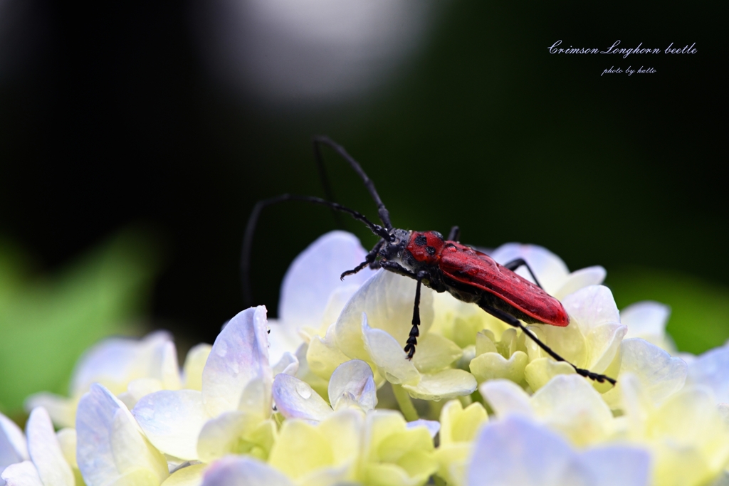 Crimson Longhorn beetle