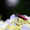 Crimson Longhorn beetle