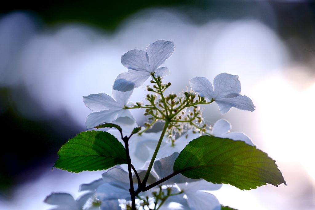 花　影