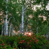 The sun rose above the horizon