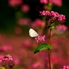 高嶺の花でご休憩