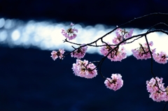 桜玉と春陽玉Ⅱ
