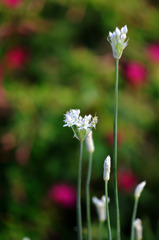 韮の花が咲きました