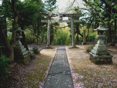 桜の花道