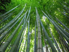 涼竹