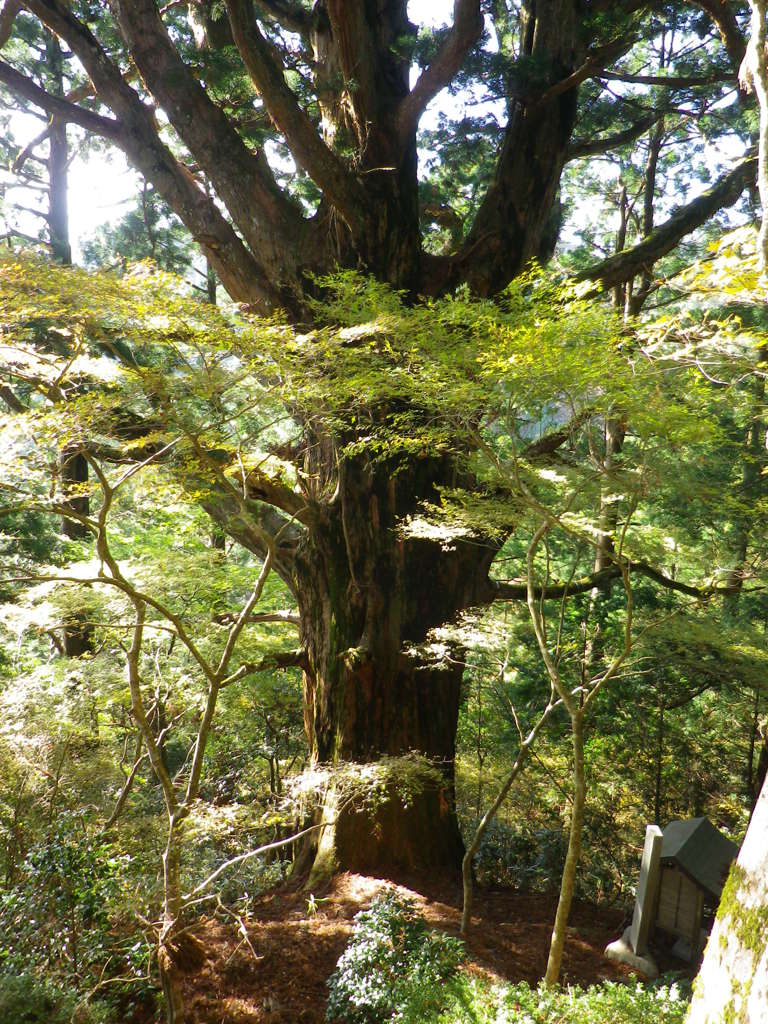 樹齢1300年　　春埜杉